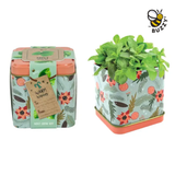 Holiday Square Tin Mint Grow Kit – Stocking Stuffer Gift