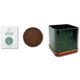 Holiday Square Tin Spruce Grow Kit – Christmas Gift