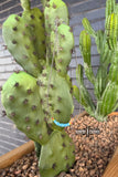 Vaquera Necklace